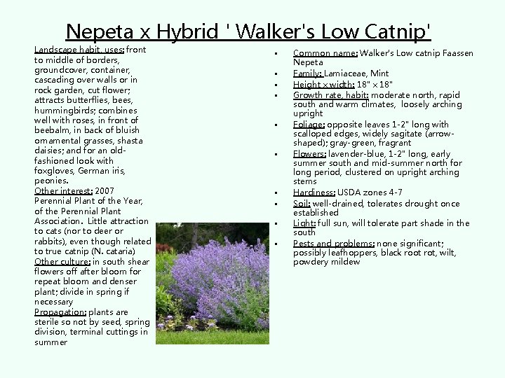 Nepeta x Hybrid ' Walker's Low Catnip' Landscape habit, uses: front to middle of