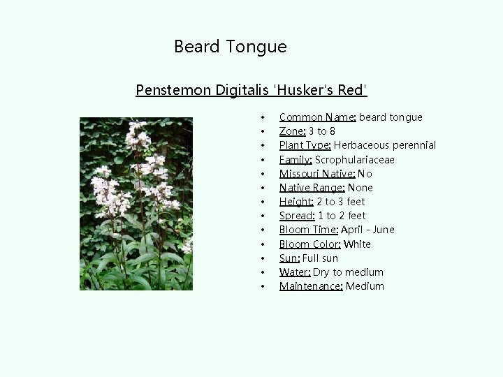 Beard Tongue Penstemon Digitalis 'Husker's Red' • • • • Common Name: beard tongue