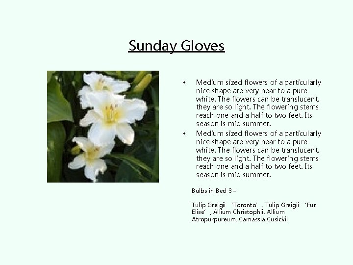 Sunday Gloves • • Medium sized flowers of a particularly nice shape are very