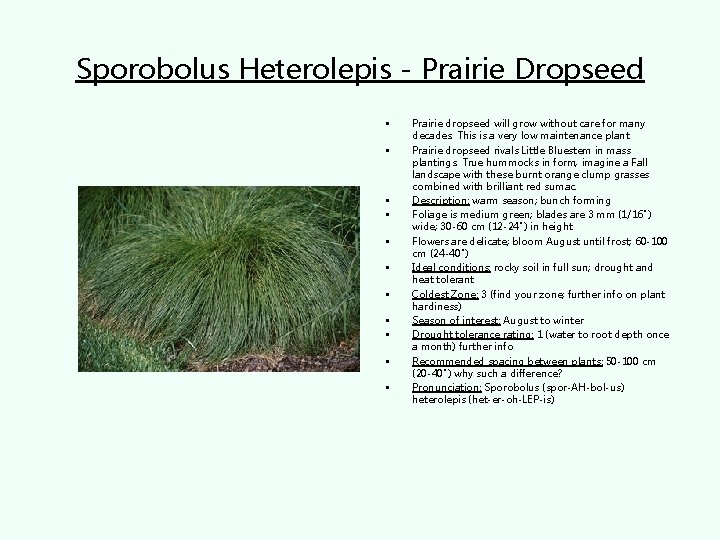 Sporobolus Heterolepis - Prairie Dropseed • • • Prairie dropseed will grow without care