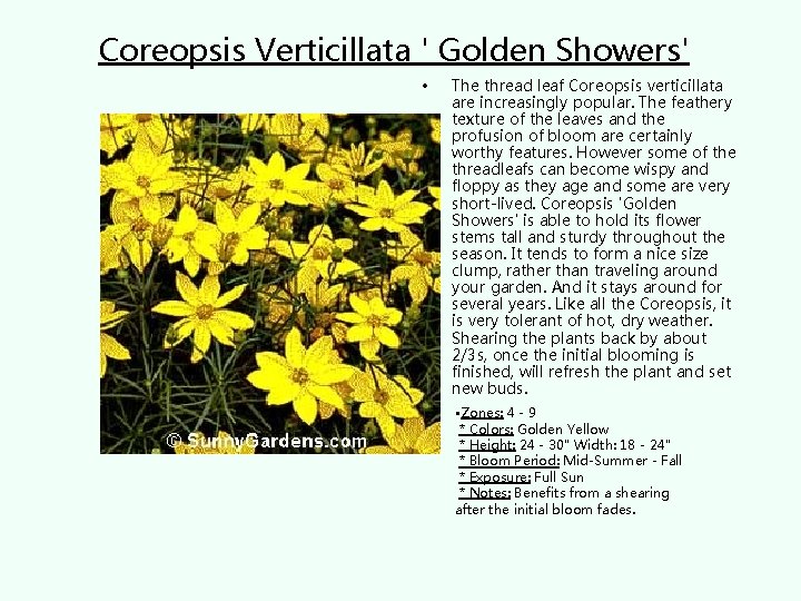Coreopsis Verticillata ' Golden Showers' • The thread leaf Coreopsis verticillata are increasingly popular.