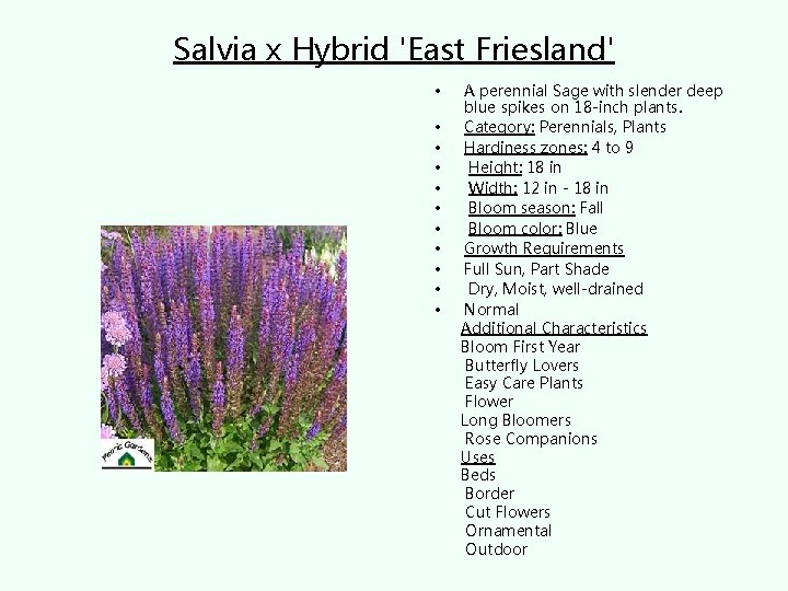 Salvia x Hybrid 'East Friesland' • • • A perennial Sage with slender deep