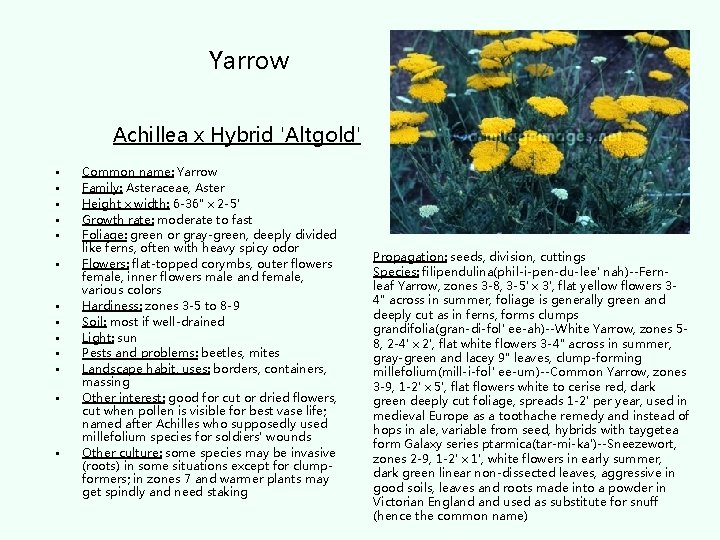 Yarrow Achillea x Hybrid 'Altgold' • • • • Common name: Yarrow Family: Asteraceae,