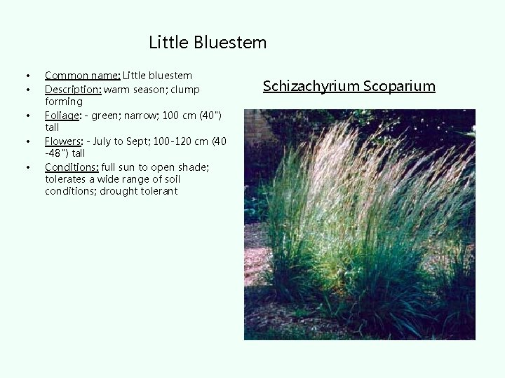 Little Bluestem • • • Common name: Little bluestem Description: warm season; clump forming