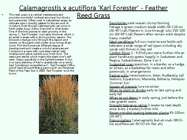  • Calamagrostis x acutiflora 'Karl Forester' - Feather This reed grass is a