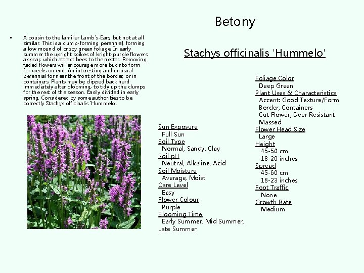 Betony • A cousin to the familiar Lamb's-Ears, but not at all similar. This