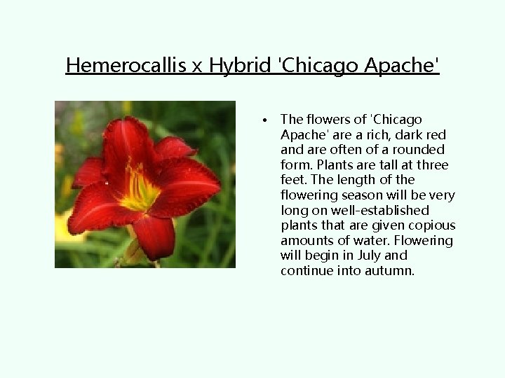 Hemerocallis x Hybrid 'Chicago Apache' • The flowers of 'Chicago Apache' are a rich,