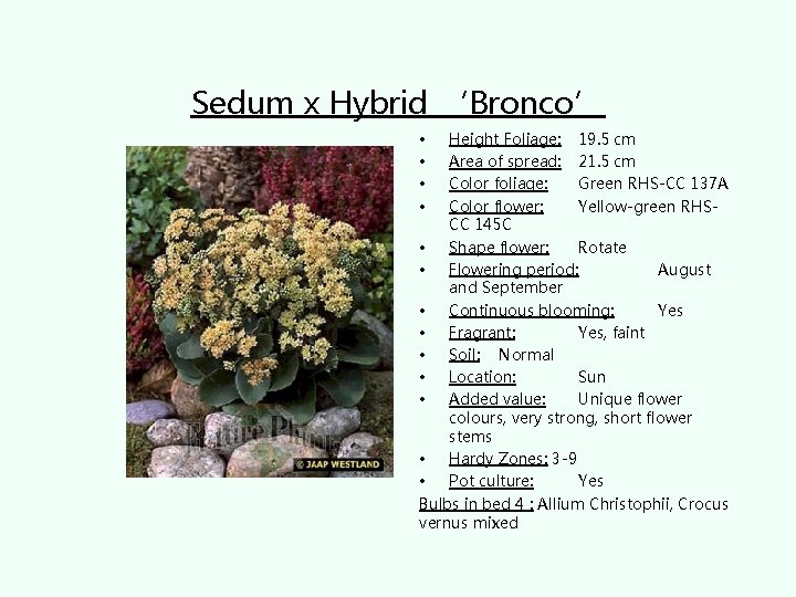 Sedum x Hybrid ‘Bronco’ • • Height Foliage: 19. 5 cm Area of spread: