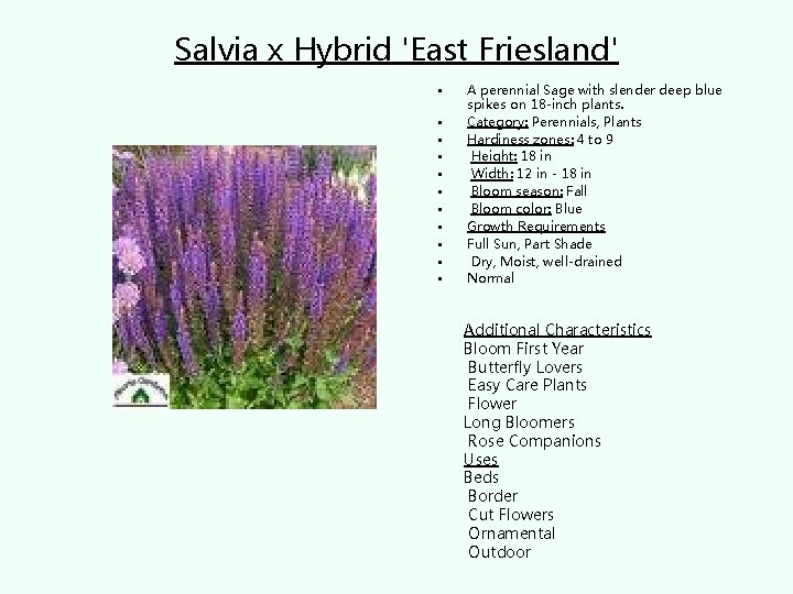 Salvia x Hybrid 'East Friesland' • • • A perennial Sage with slender deep