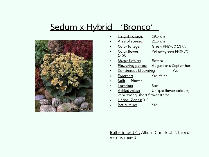 Sedum x Hybrid ‘Bronco’ • • • • Height Foliage: 19. 5 cm Area