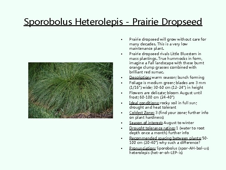 Sporobolus Heterolepis - Prairie Dropseed • • • Prairie dropseed will grow without care