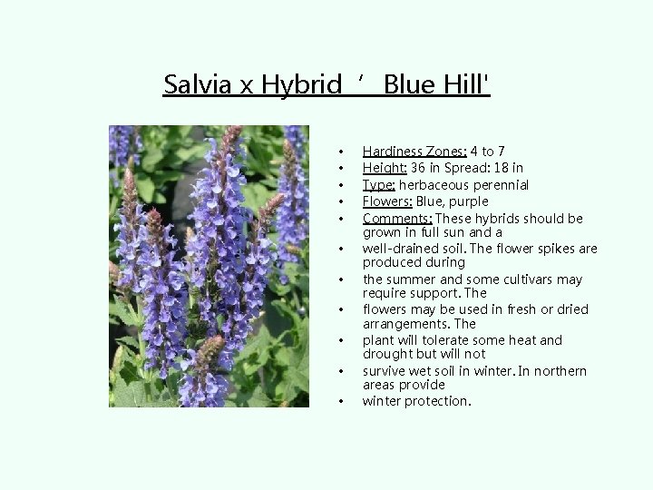 Salvia x Hybrid ’Blue Hill' • • • Hardiness Zones: 4 to 7 Height: