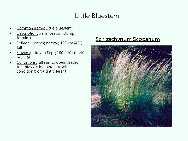 Little Bluestem • • • Common name: Little bluestem Description: warm season; clump forming