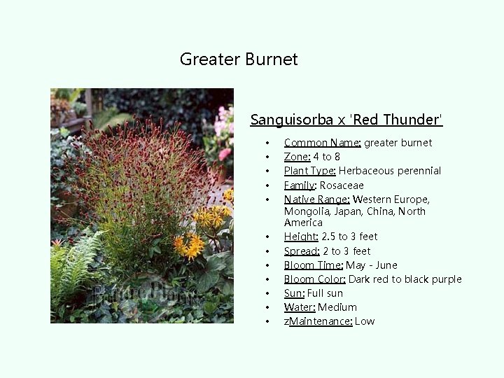 Greater Burnet Sanguisorba x 'Red Thunder' • • • Common Name: greater burnet Zone: