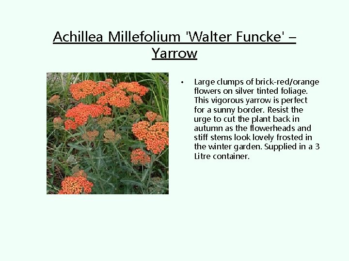 Achillea Millefolium 'Walter Funcke' – Yarrow • Large clumps of brick-red/orange flowers on silver