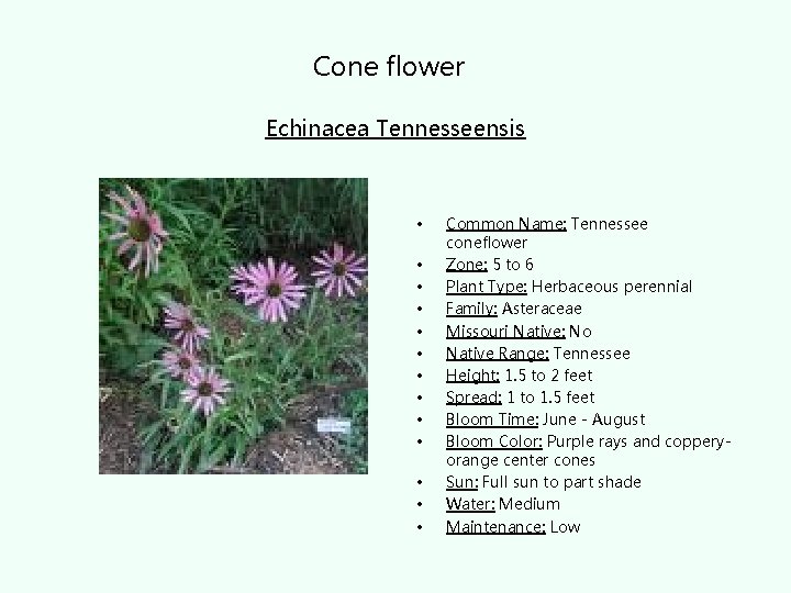 Cone flower Echinacea Tennesseensis • • • • Common Name: Tennessee coneflower Zone: 5