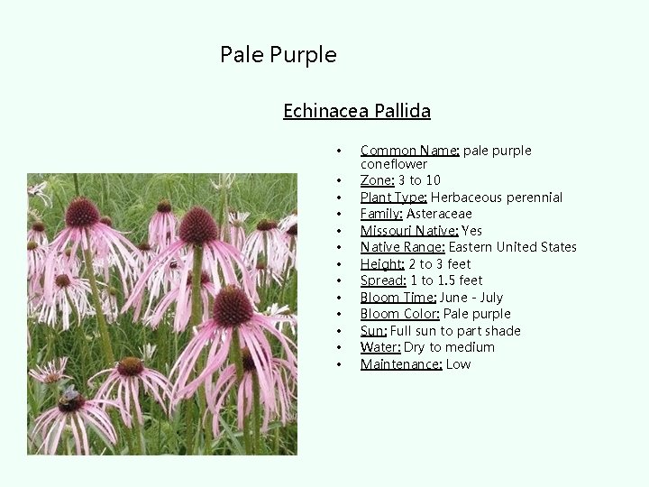 Pale Purple Echinacea Pallida • • • • Common Name: pale purple coneflower Zone: