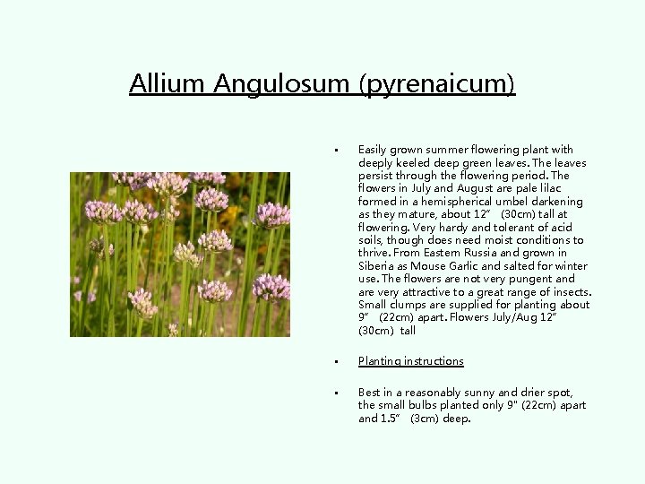 Allium Angulosum (pyrenaicum) • Easily grown summer flowering plant with deeply keeled deep green