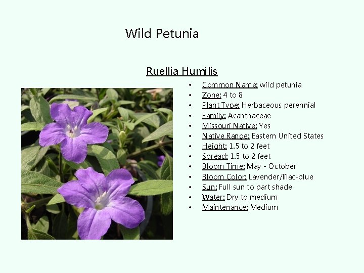 Wild Petunia Ruellia Humilis • • • • Common Name: wild petunia Zone: 4