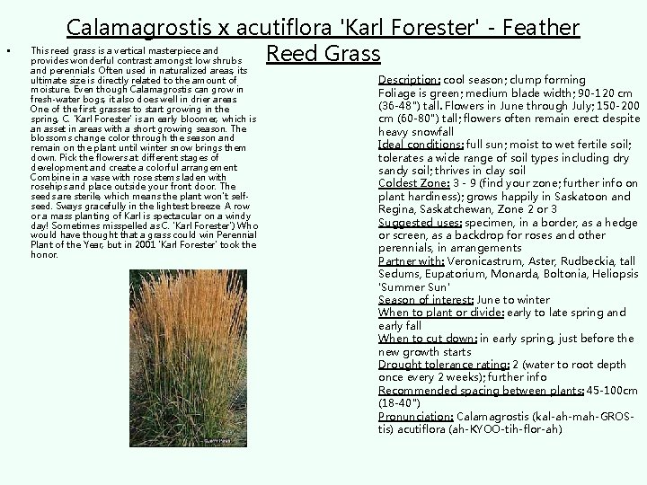  • Calamagrostis x acutiflora 'Karl Forester' - Feather This reed grass is a