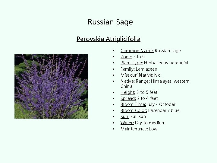 Russian Sage Perovskia Atriplicifolia • • • • Common Name: Russian sage Zone: 5