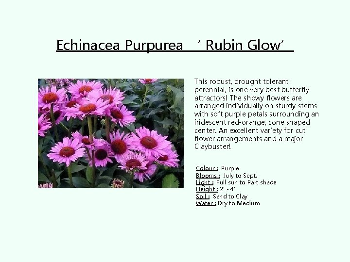 Echinacea Purpurea ‘ Rubin Glow’ • This robust, drought tolerant perennial, is one very