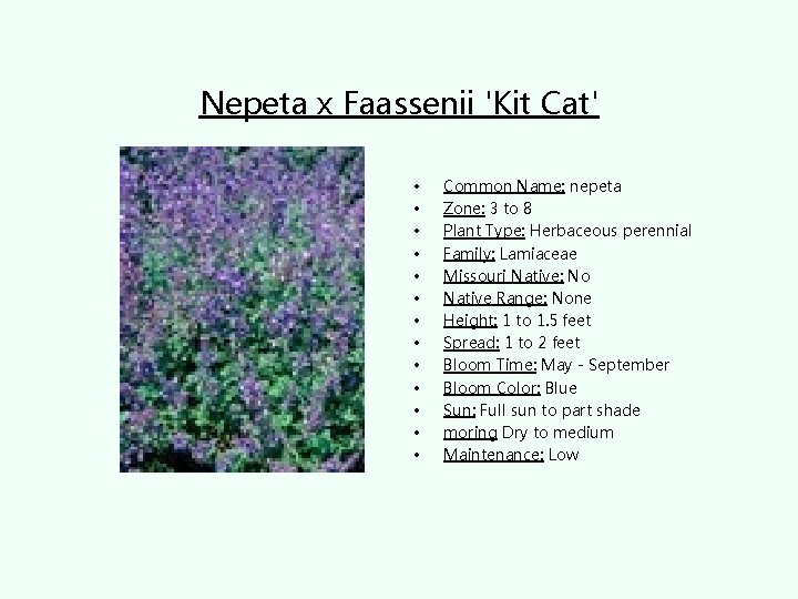 Nepeta x Faassenii 'Kit Cat' • • • • Common Name: nepeta Zone: 3