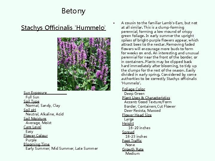 Betony Stachys Officinalis 'Hummelo' Sun Exposure Full Sun Soil Type Normal, Sandy, Clay Soil