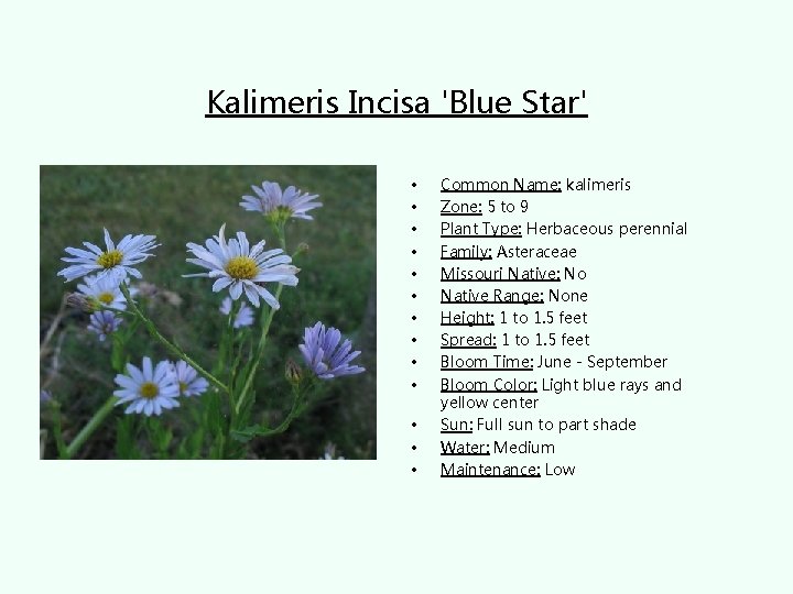Kalimeris Incisa 'Blue Star' • • • • Common Name: kalimeris Zone: 5 to