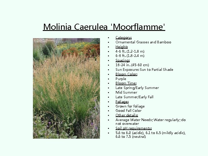 Molinia Caerulea 'Moorflamme' • • • • • • Category: Ornamental Grasses and Bamboo