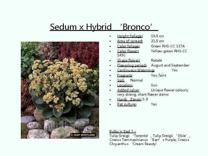 Sedum x Hybrid ‘Bronco’ • • • • Height Foliage: 19. 5 cm Area