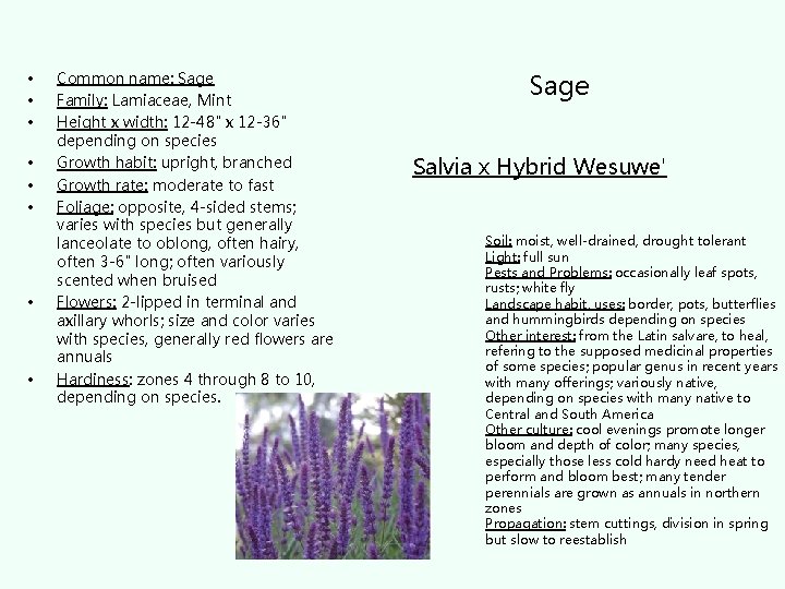  • • Common name: Sage Family: Lamiaceae, Mint Height x width: 12 -48"