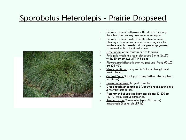 Sporobolus Heterolepis - Prairie Dropseed • • • Prairie dropseed will grow without care