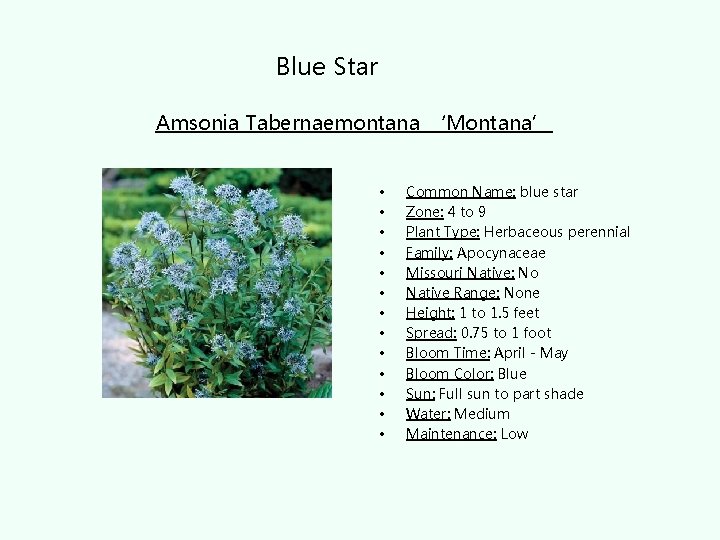 Blue Star Amsonia Tabernaemontana ‘Montana’ • • • • Common Name: blue star Zone: