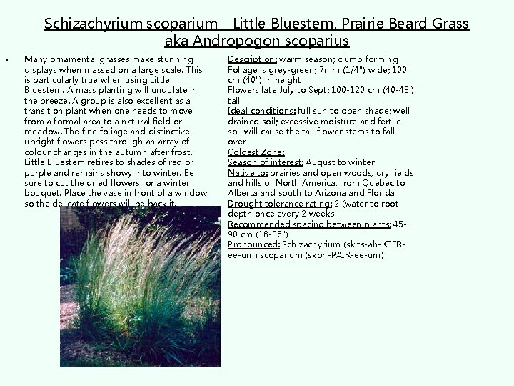 Schizachyrium scoparium - Little Bluestem, Prairie Beard Grass aka Andropogon scoparius • Many ornamental