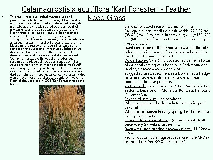  • Calamagrostis x acutiflora 'Karl Forester' - Feather This reed grass is a