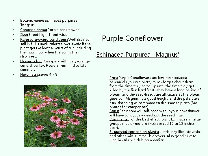 • • • Botanic name: Echinacea purpurea 'Magnus' Common name: Purple cone flower