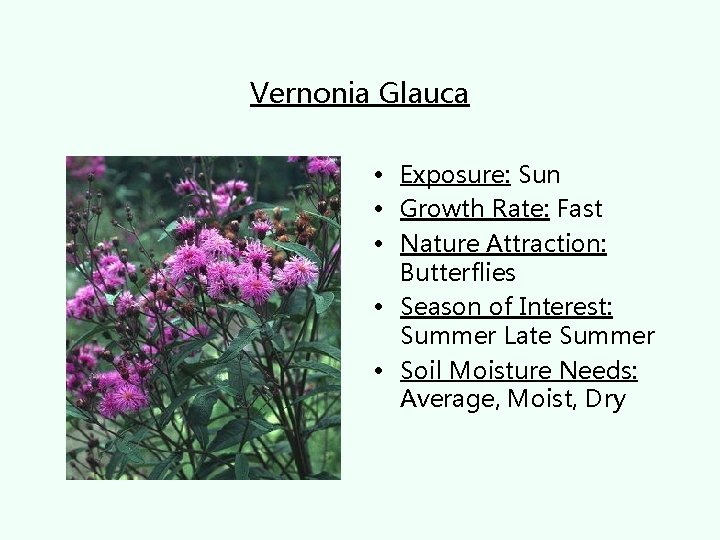 Vernonia Glauca • Exposure: Sun • Growth Rate: Fast • Nature Attraction: Butterflies •