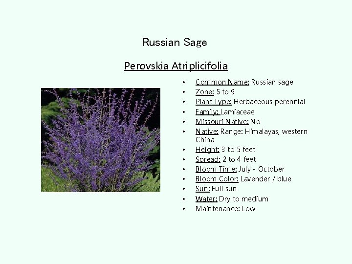 Russian Sage Perovskia Atriplicifolia • • • • Common Name: Russian sage Zone: 5