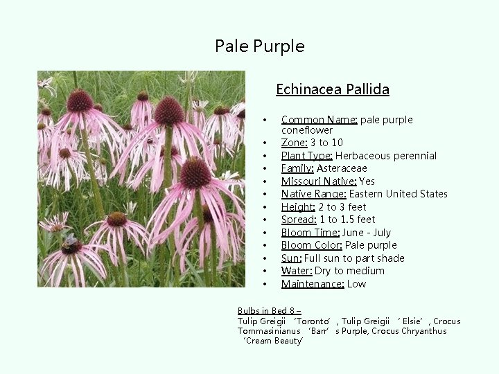 Pale Purple Echinacea Pallida • • • • Common Name: pale purple coneflower Zone:
