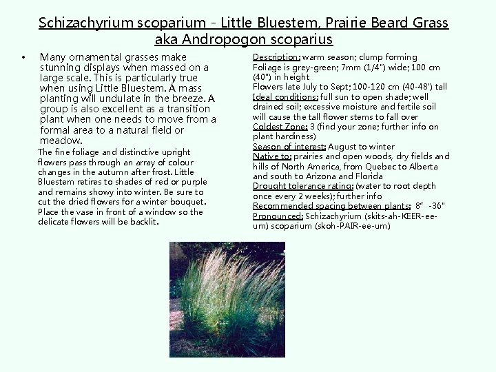 Schizachyrium scoparium - Little Bluestem, Prairie Beard Grass aka Andropogon scoparius • Many ornamental