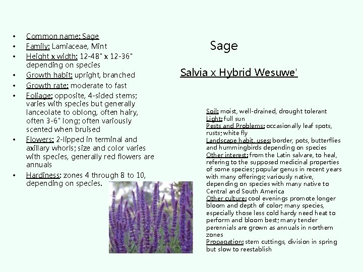  • • Common name: Sage Family: Lamiaceae, Mint Height x width: 12 -48"