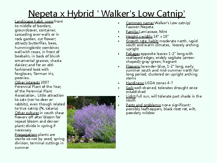 Nepeta x Hybrid ' Walker's Low Catnip' Landscape habit, uses: front to middle of