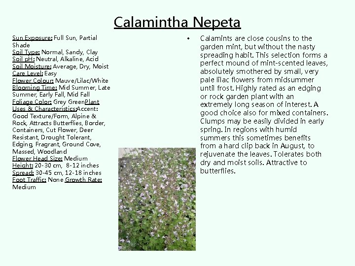 Calamintha Nepeta Sun Exposure: Full Sun, Partial Shade Soil Type: Normal, Sandy, Clay Soil