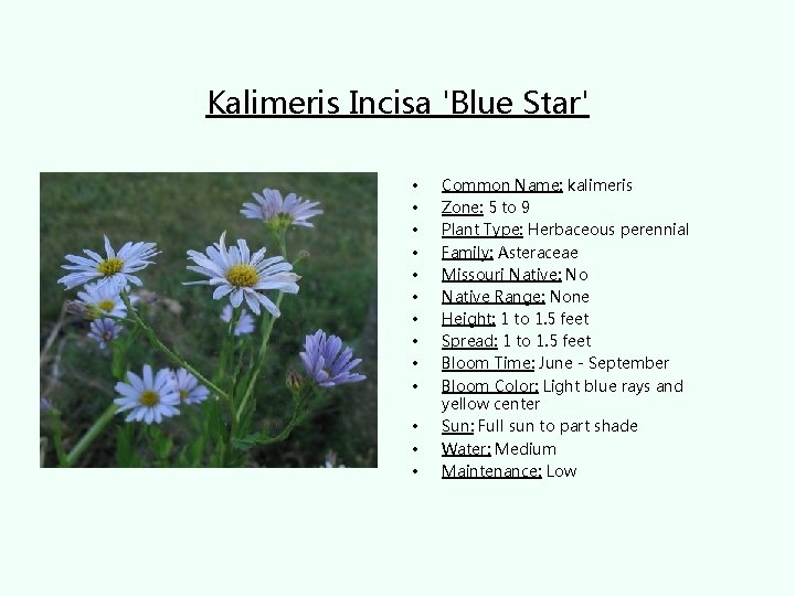 Kalimeris Incisa 'Blue Star' • • • • Common Name: kalimeris Zone: 5 to