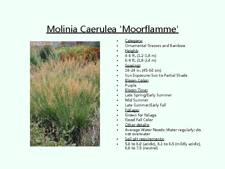 Molinia Caerulea 'Moorflamme' • • • • • • Category: Ornamental Grasses and Bamboo