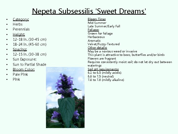 Nepeta Subsessilis 'Sweet Dreams' • • • • Category: Herbs Perennials Height: 12 -18