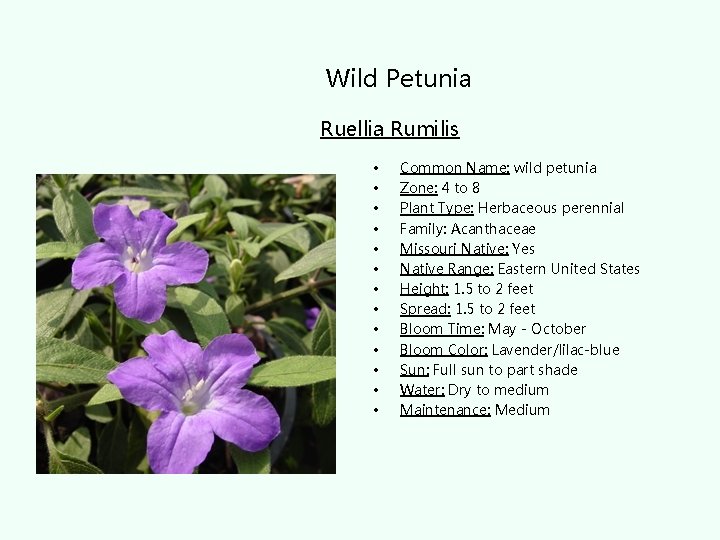 Wild Petunia Ruellia Rumilis • • • • Common Name: wild petunia Zone: 4