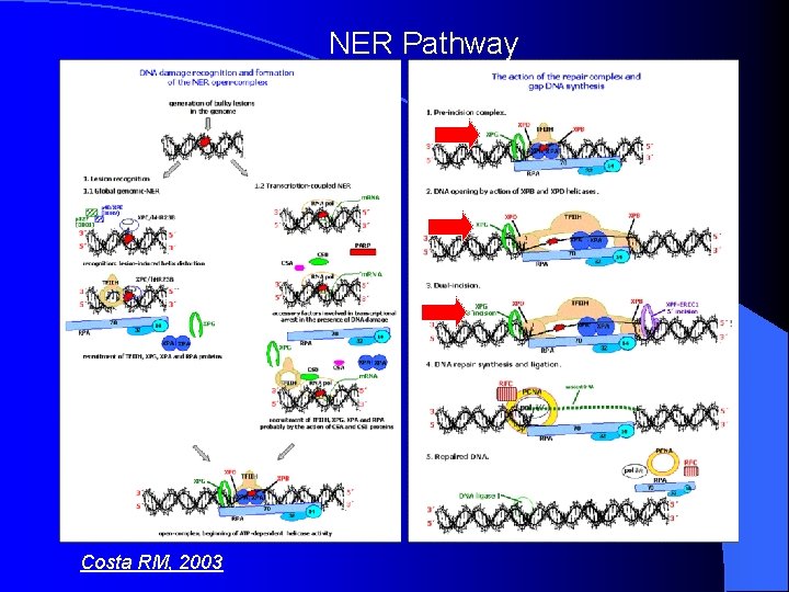 NER Pathway Costa RM, 2003 