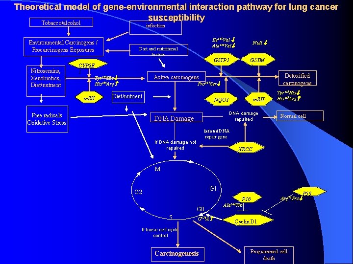 Theoretical model of gene-environmental interaction pathway for lung cancer susceptibility Tobacco/alcohol infection Environmental Carcinogens